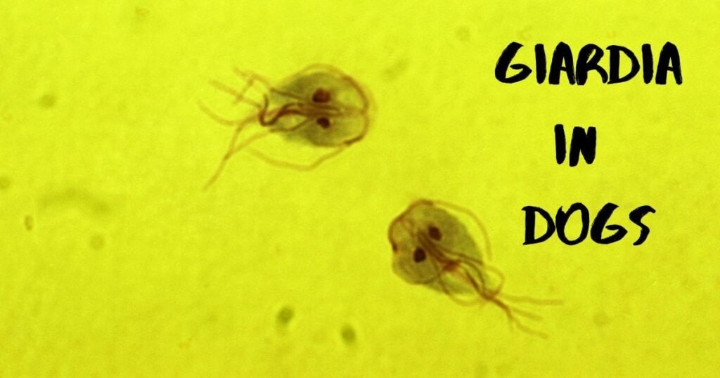 Giardia šunims: kaip plinta ir kaip apsisaugoti?