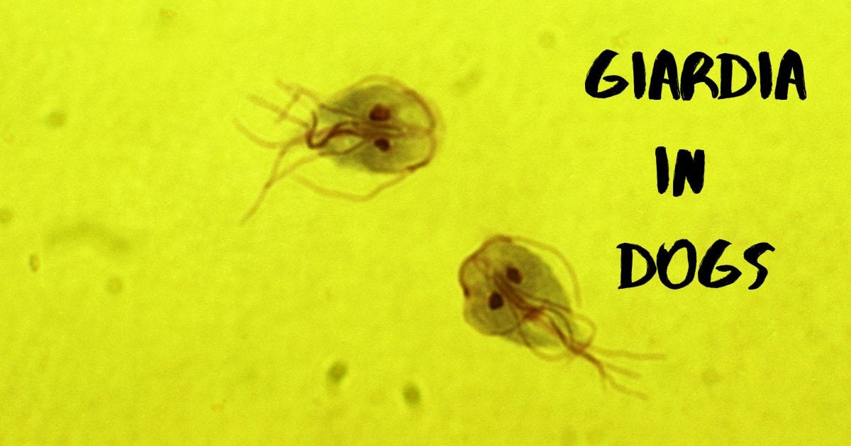 Giardia šunims: kaip plinta ir kaip apsisaugoti?